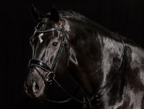 Stanford Glam Anatomical Bridle
