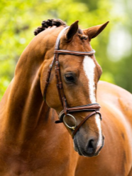 BR Cheltenham Bridle
