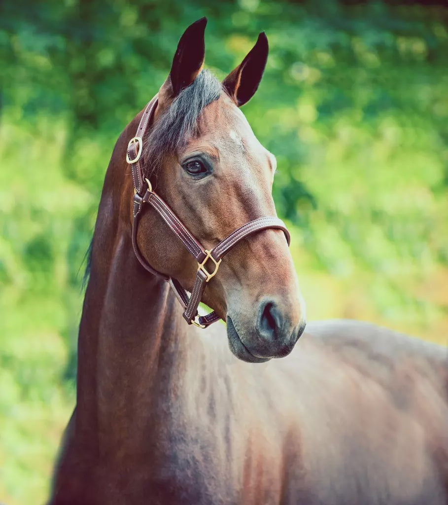 Finn Tack  Leather Halter