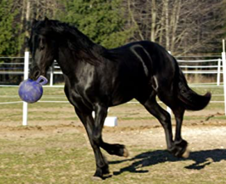 Equine jolly hot sale ball