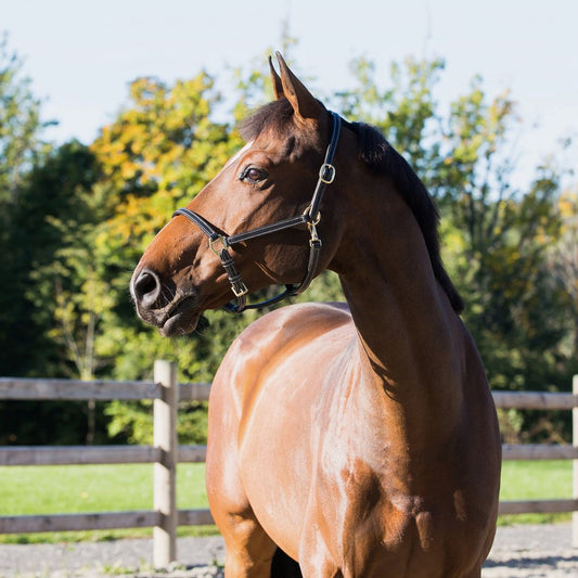 Horze Fremont Leather Halter