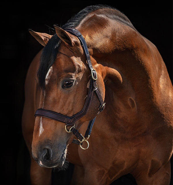 Micklem Headcollar Halter