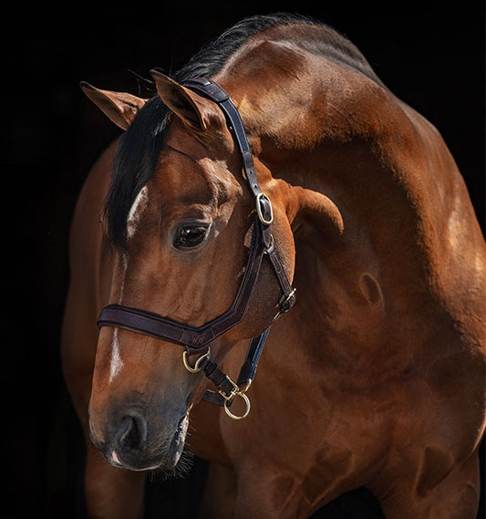 Micklem Headcollar Halter