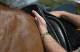 Saddle Trial: Consignment Saddles