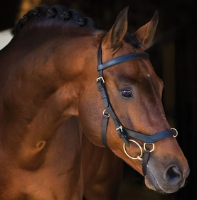 Rambo Micklem Multi-purpose No Rein Bridle