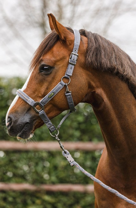 Anky Halter and lead with stones