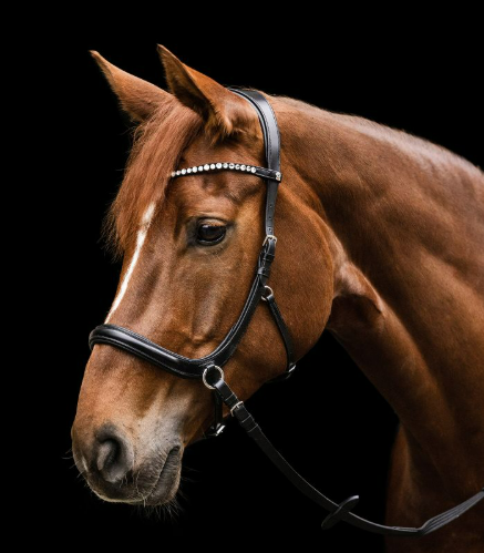 WH X-Line Sensation Bitless Bridle