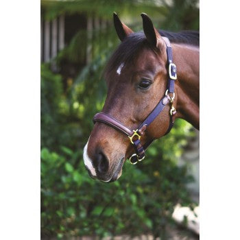 OVATION LUXOR CUSHION-FLEX HALTER