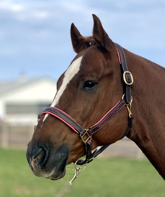 Sage Family Fancy Stitched Halter with Pink Padding. Flat Cheeks