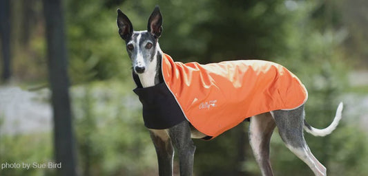 Chilly Dogs Trail Blazer Dog Blanket