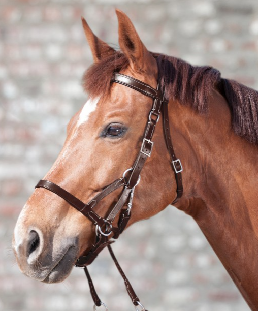 Star Bitless Bridle 2 / Fancy Stitch – Horse & Rider