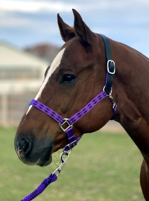 Breakaway Halter & Lead Set