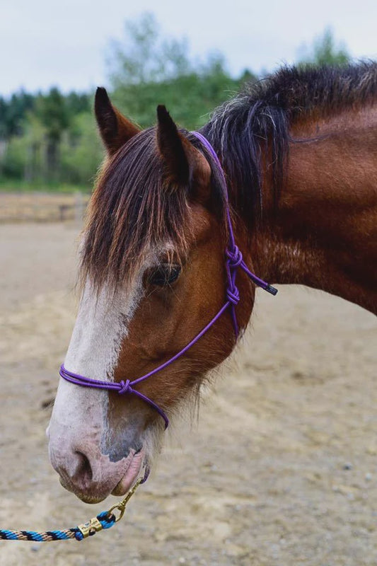 Burwash Natural Horse Rope Halter