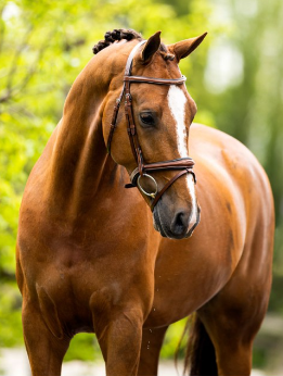 BR Cheltenham Bridle