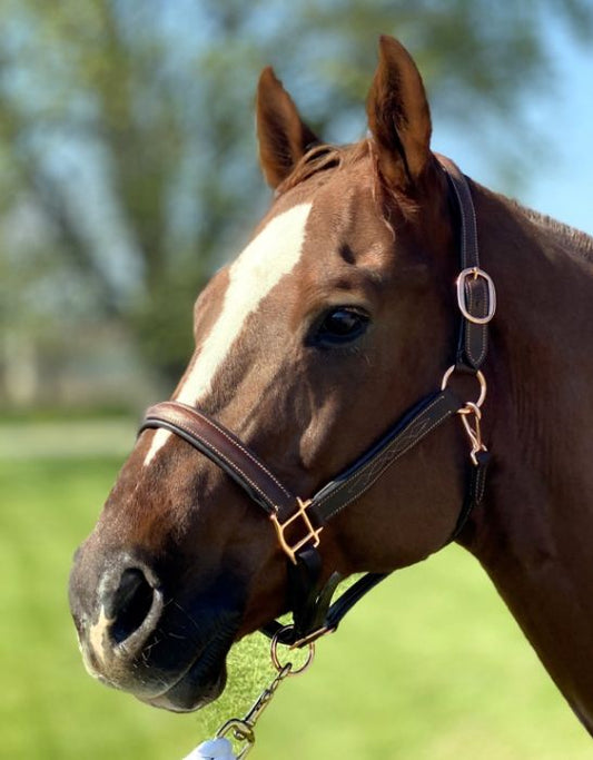 Padded Leather Halter with Rose Gold Fittings